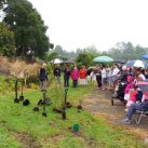 Ready for planting- January 2012- Cambridge Tree Trust